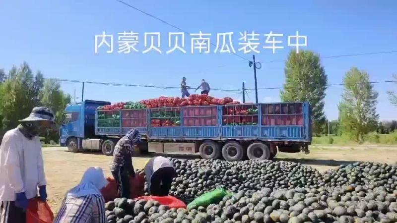 内蒙贝贝南瓜