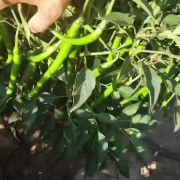线椒上市了