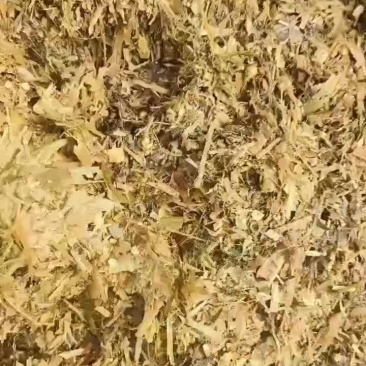 4500吨玉米全珠青储草