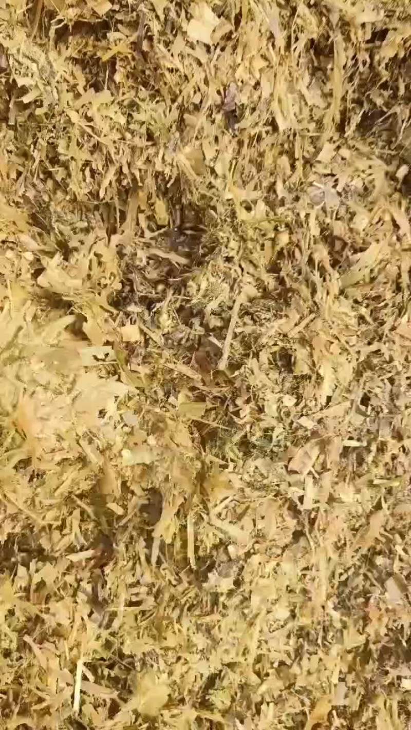 4500吨玉米全珠青储草