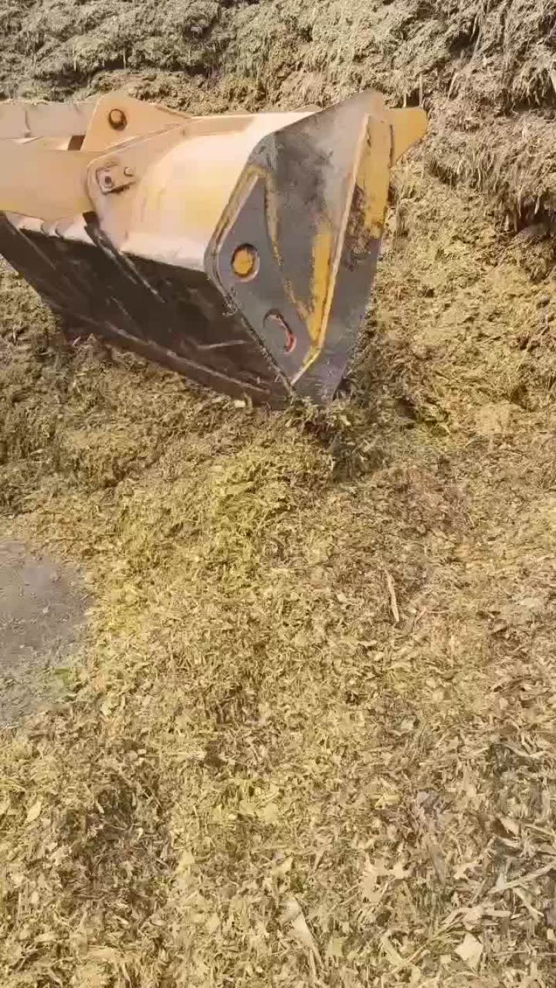 4500吨玉米全珠青储草