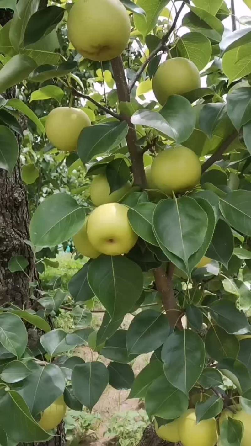 精品皇冠梨