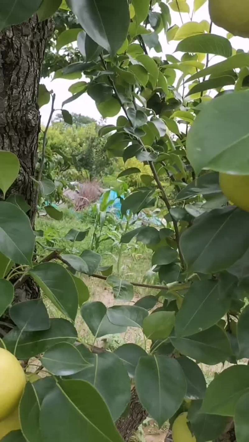 精品皇冠梨