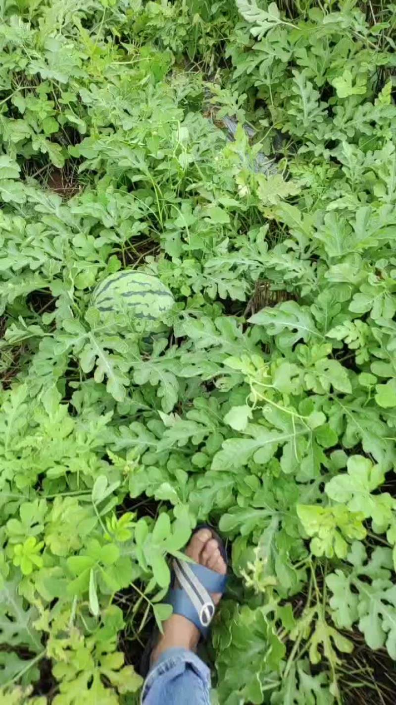 8424