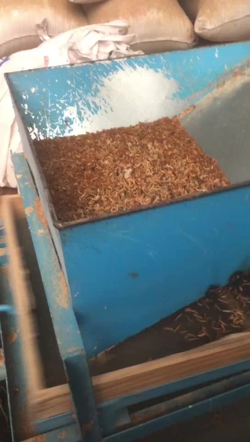 黄粉虫，买卖