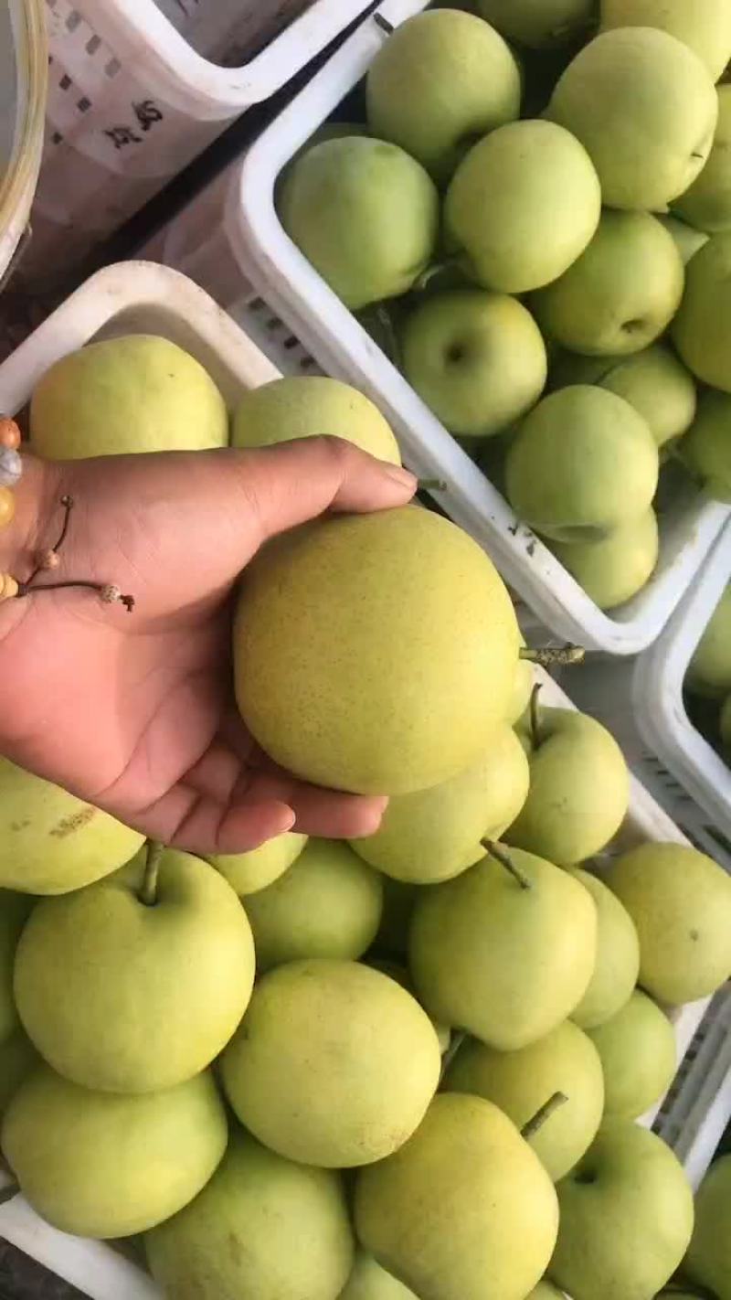 青皮皇冠梨
