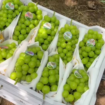 阳光玫瑰大量上市