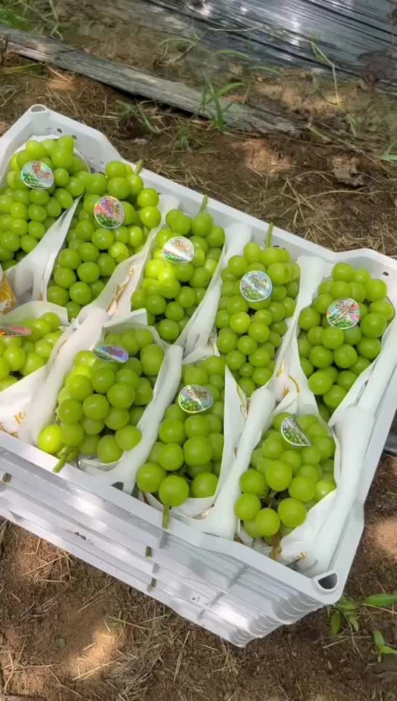 阳光玫瑰大量上市