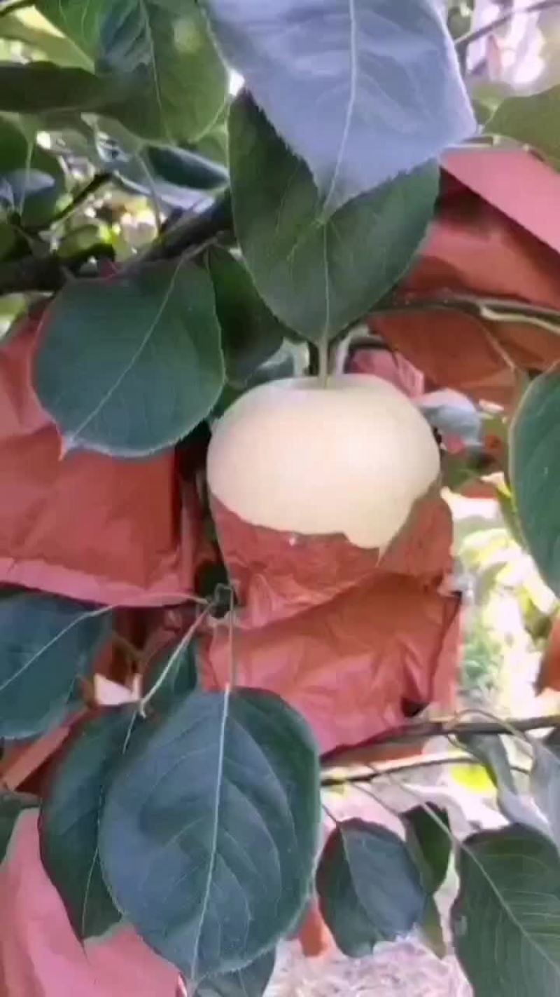 雪青梨