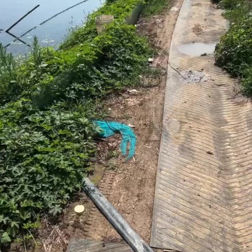 洪泽湖六月黄大闸蟹全国发货质量保证规格齐全大量上市长期供货。