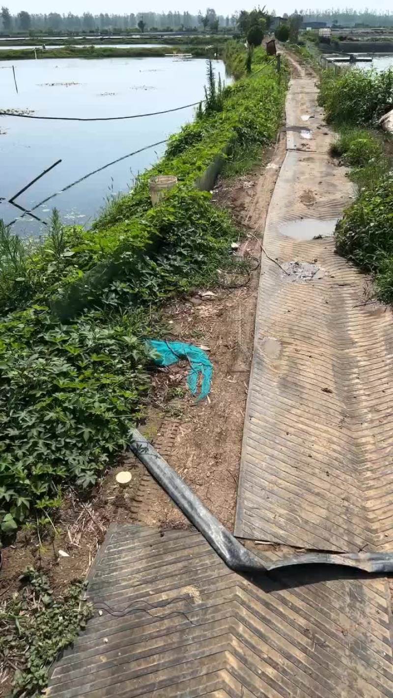 洪泽湖六月黄大闸蟹全国发货质量保证规格齐全大量上市长期供货。