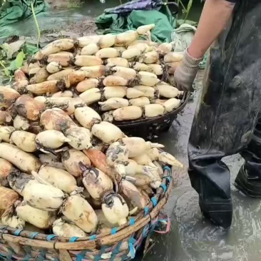 湖北新三五大量上市，欢迎选购
