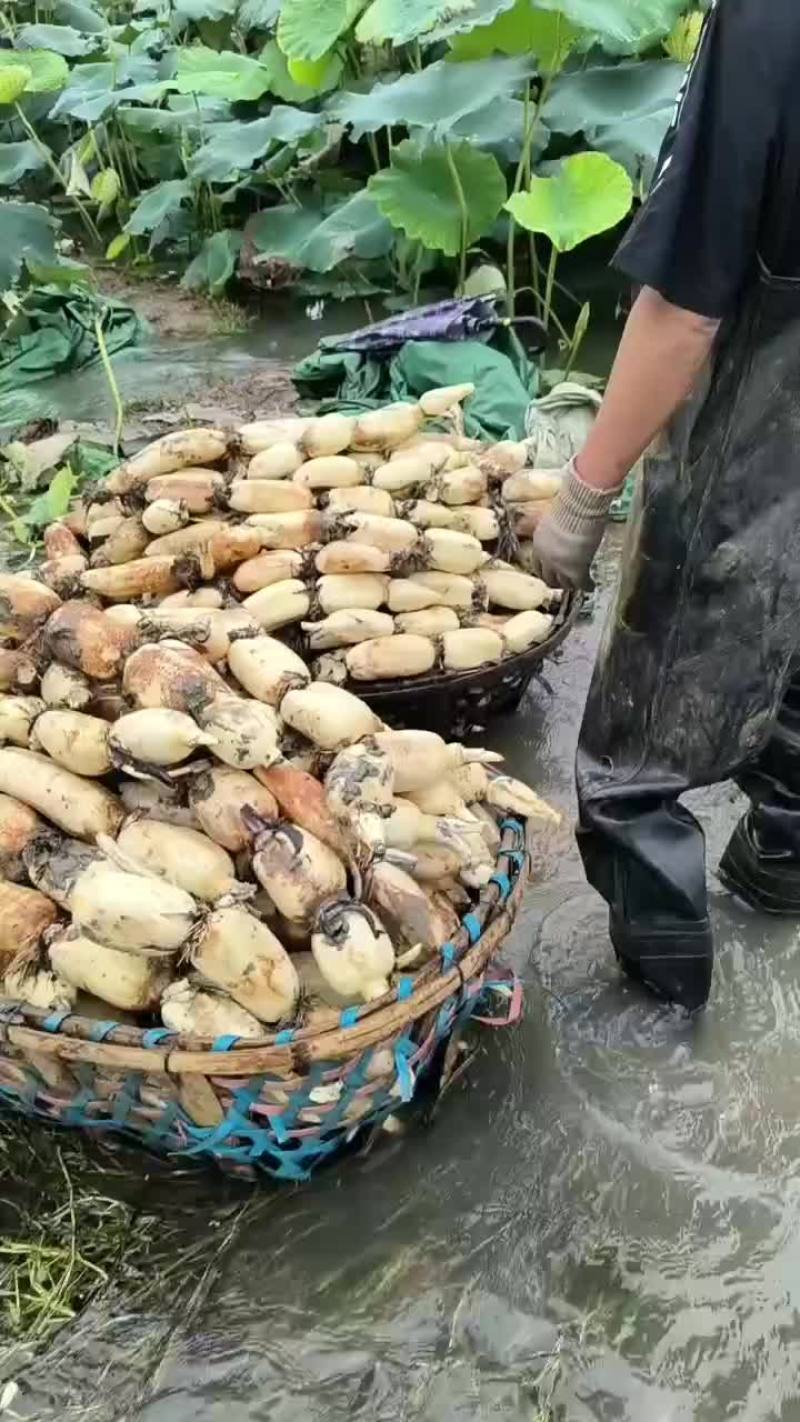 湖北新三五大量上市，欢迎选购