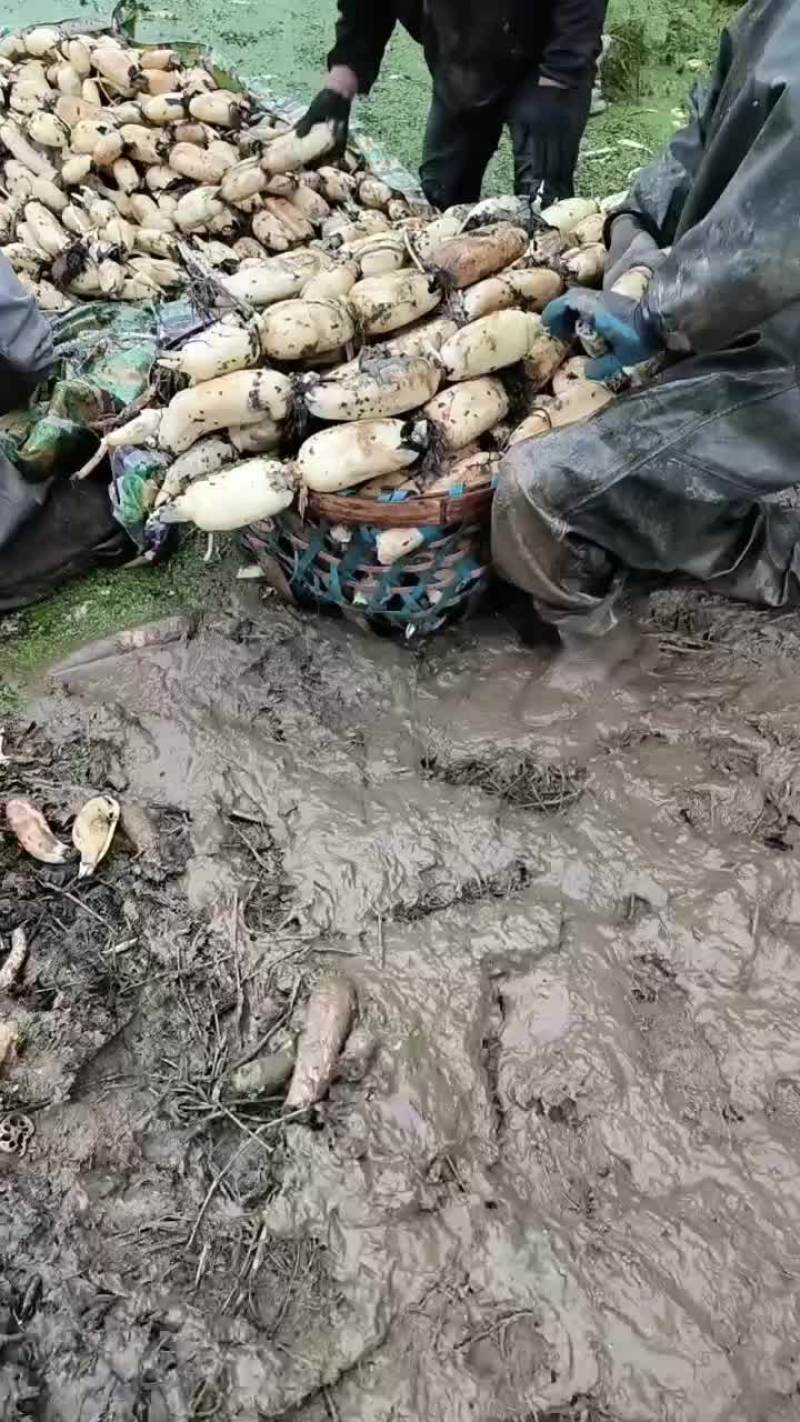 湖北新三五大量上市，欢迎选购