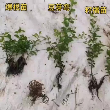 金弹子一年苗，籽播苗，豆芽弯，爆根苗均有1园起一颗