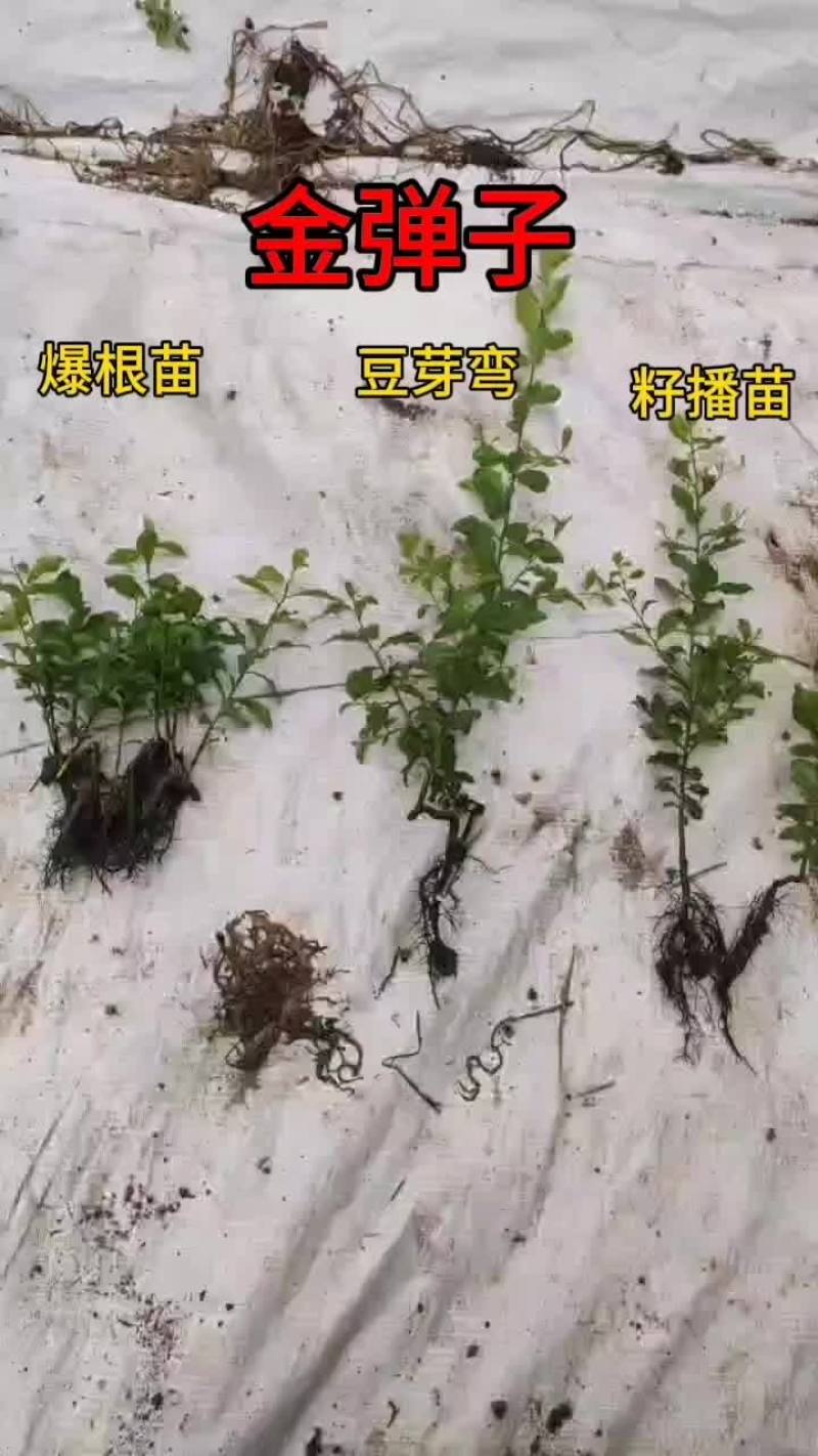 金弹子一年苗，籽播苗，豆芽弯，爆根苗均有1园起一颗