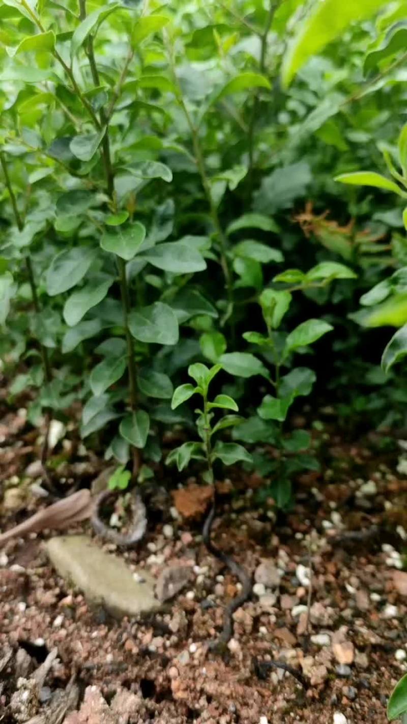 金弹子一年苗，籽播苗，豆芽弯，爆根苗均有1园起一颗