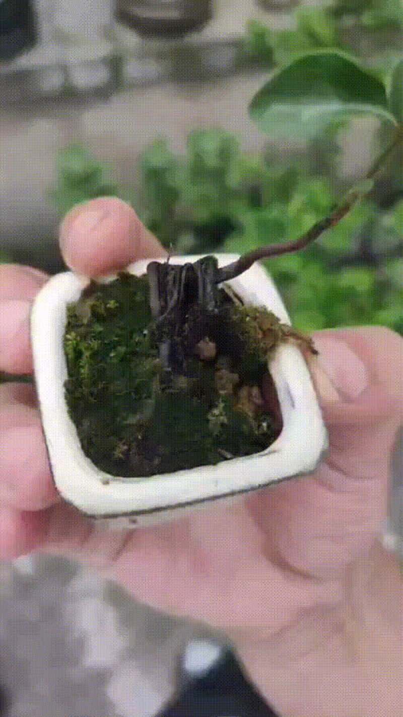 金弹子一年苗，籽播苗，豆芽弯，爆根苗均有1园起一颗