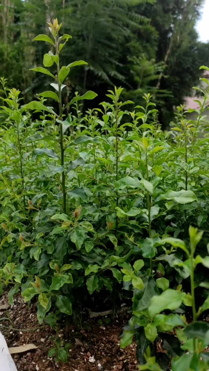 金弹子一年苗，籽播苗，豆芽弯，爆根苗均有1园起一颗