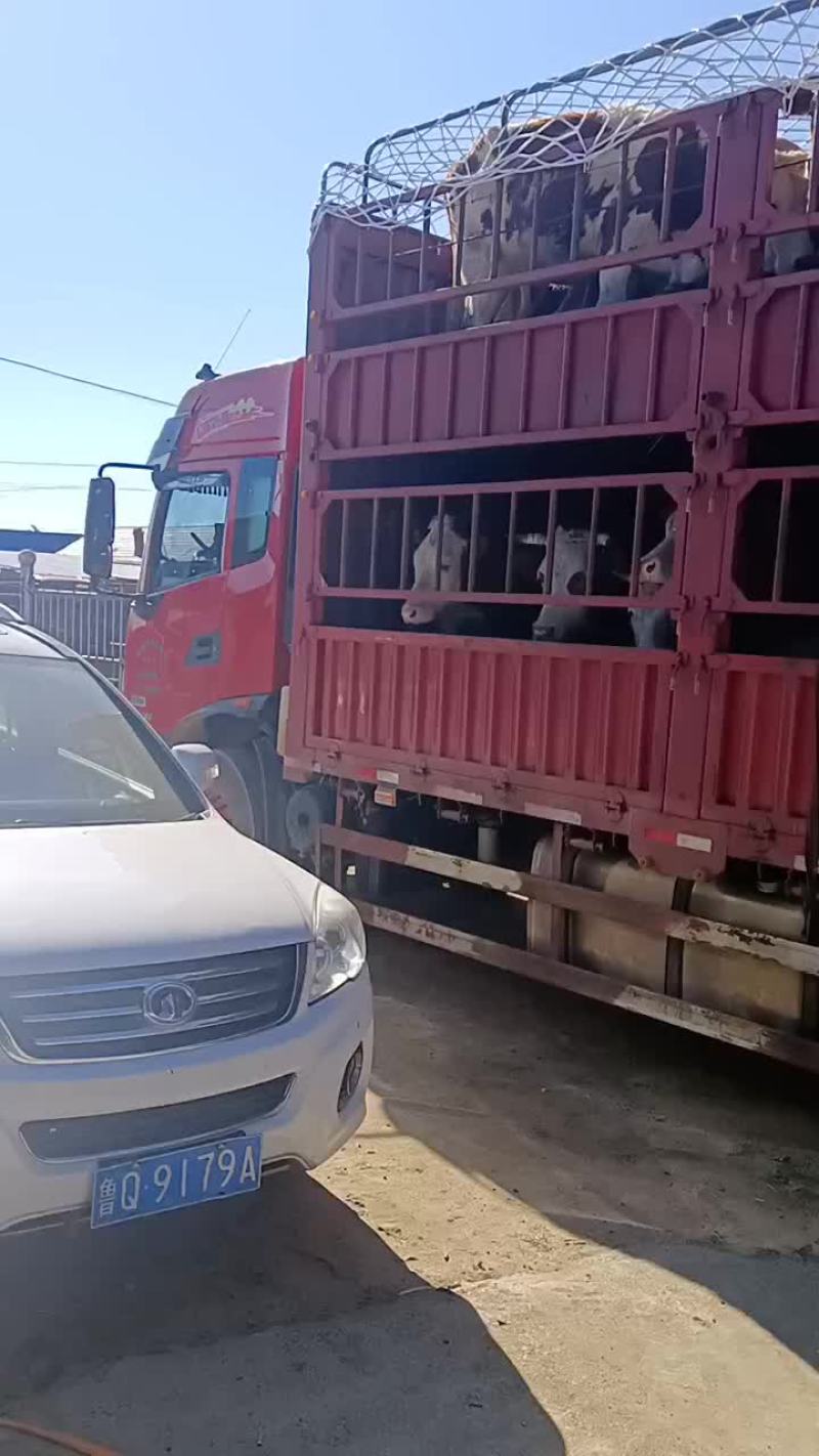 西门塔尔牛