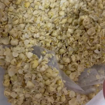 黄豆皮