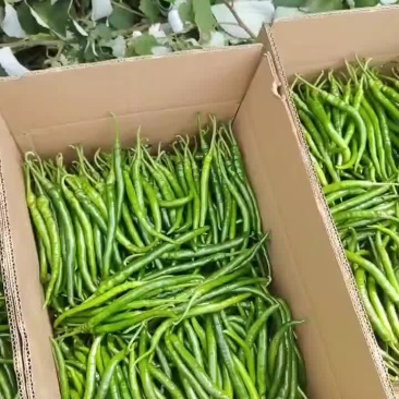 二荆条
