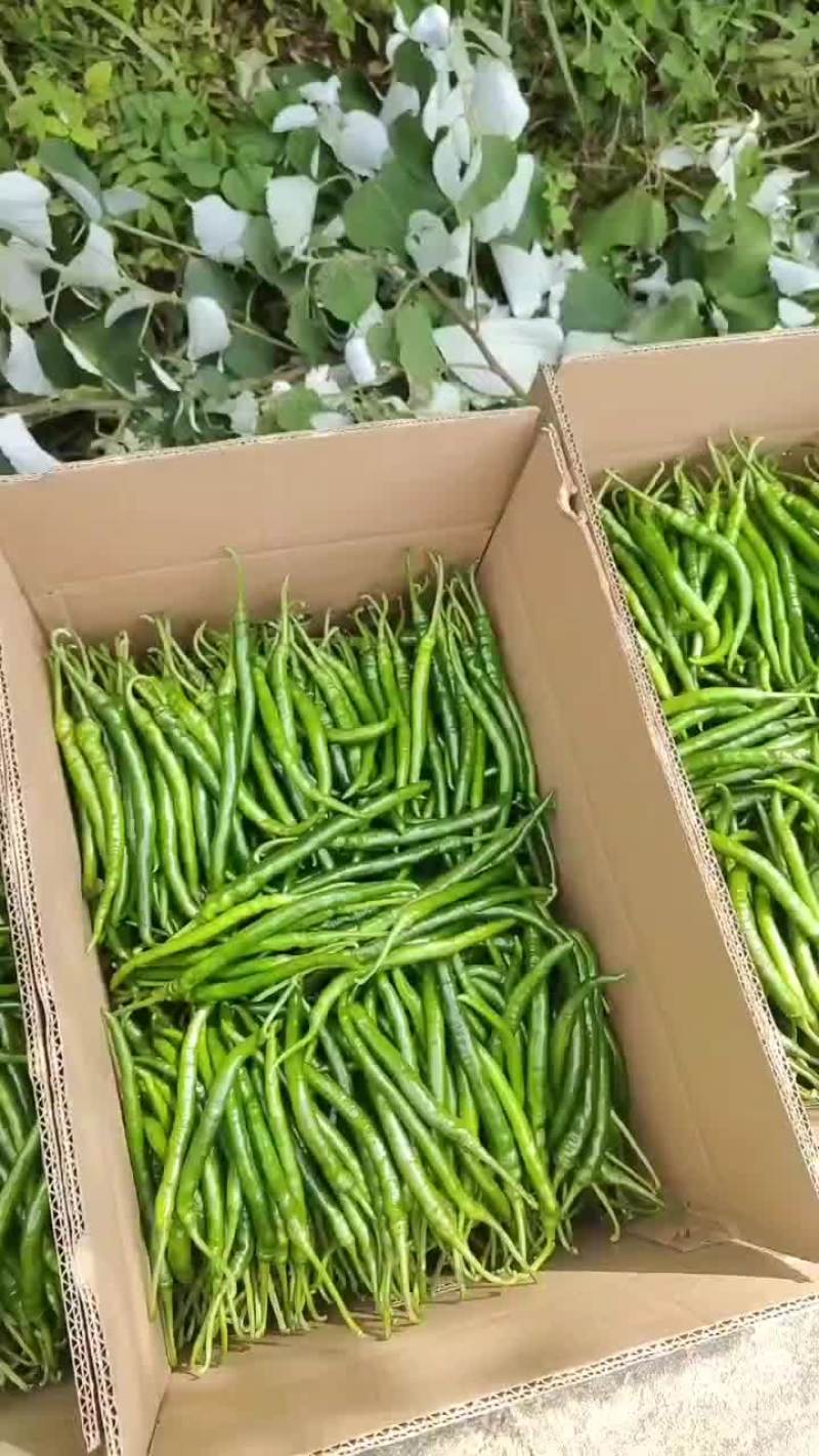 二荆条