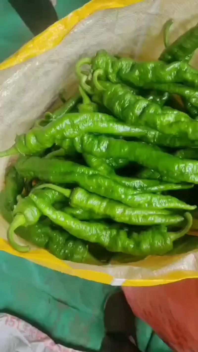 大田陇椒