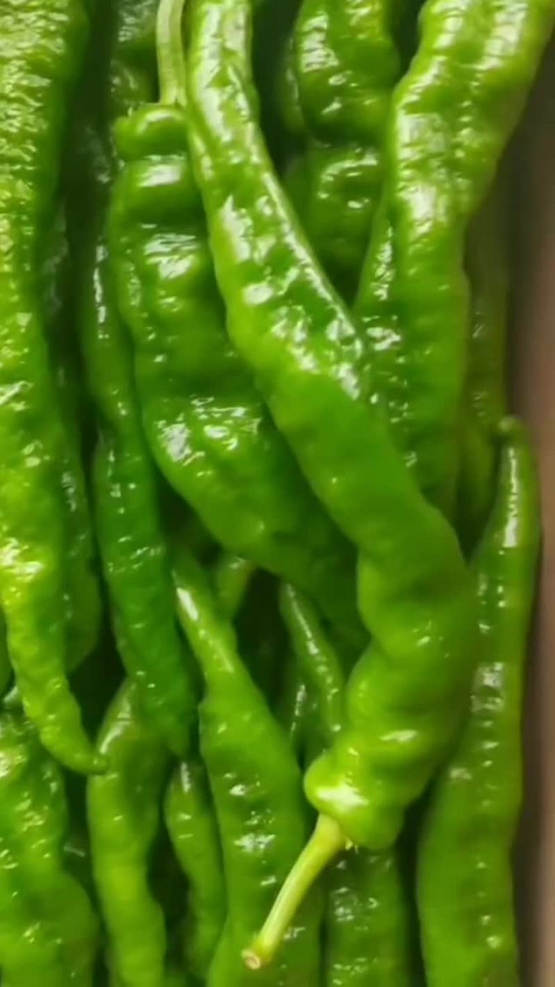 大田陇椒