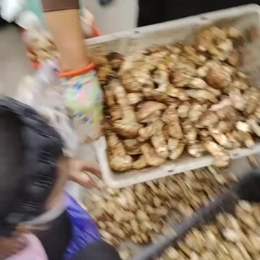 新鲜菌子松茸