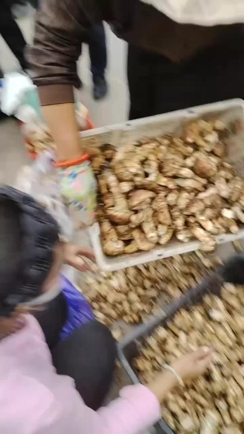 新鲜菌子松茸