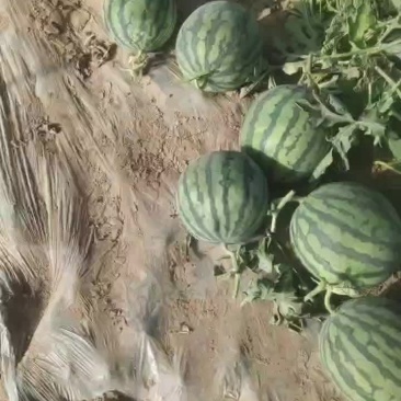 美都麒麟瓜，有实力的老板来