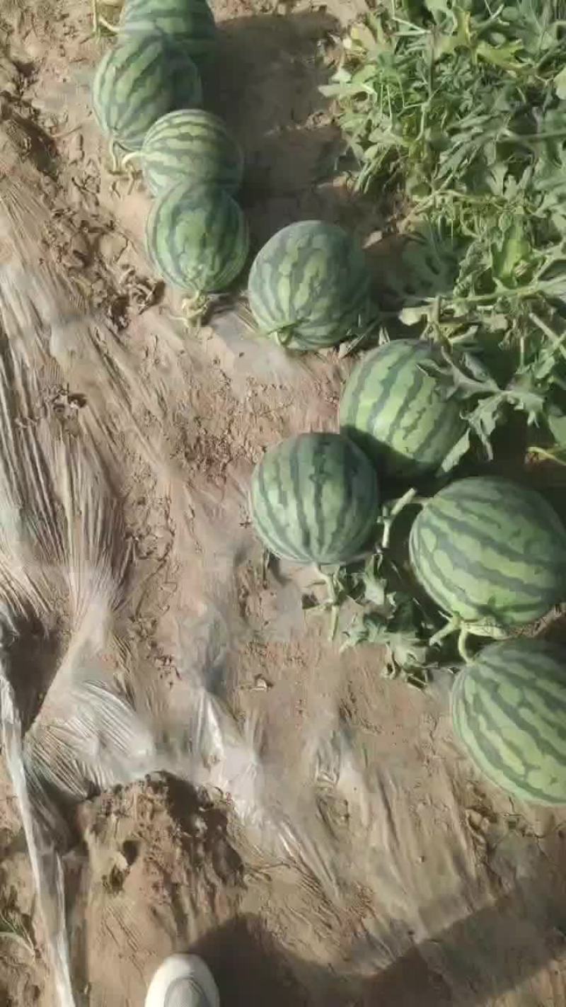 美都麒麟瓜，有实力的老板来