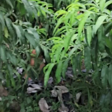 霸王脆套纸袋毛桃