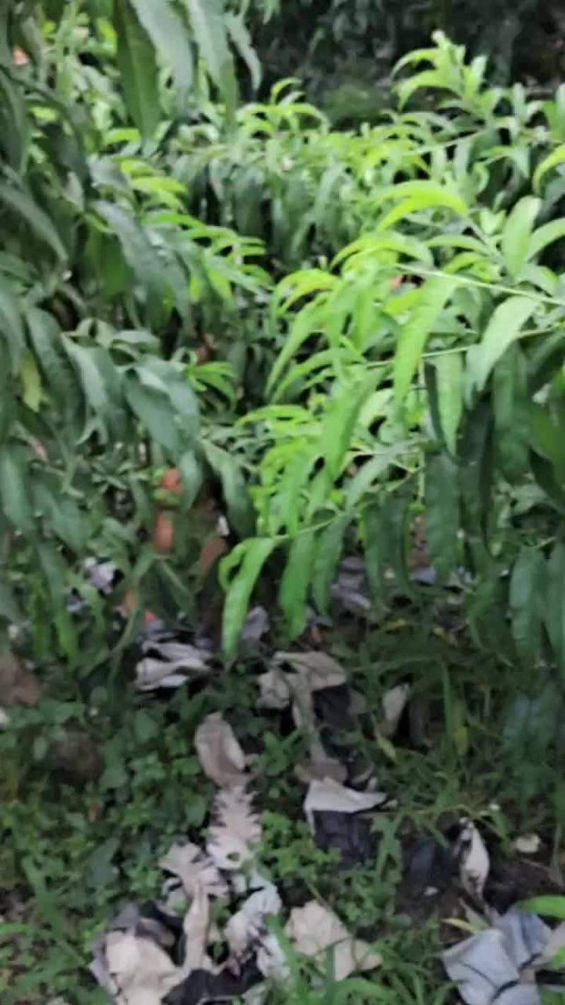 霸王脆套纸袋毛桃