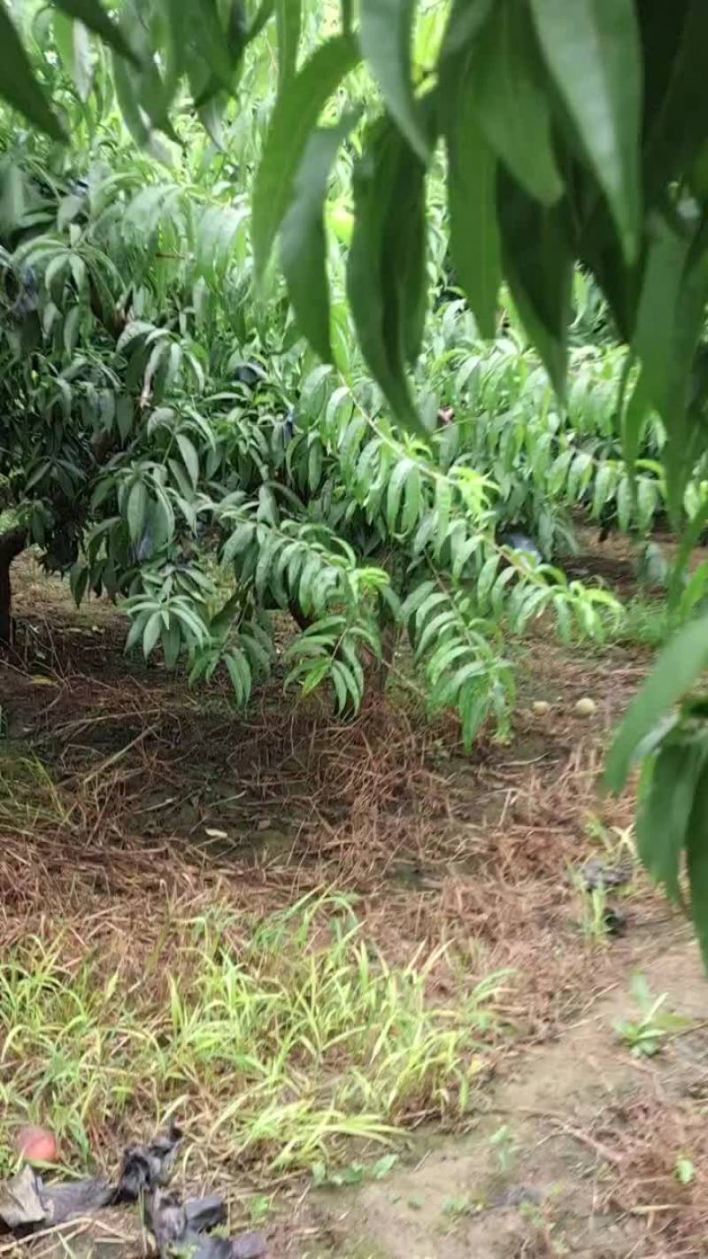 霸王脆套纸袋毛桃