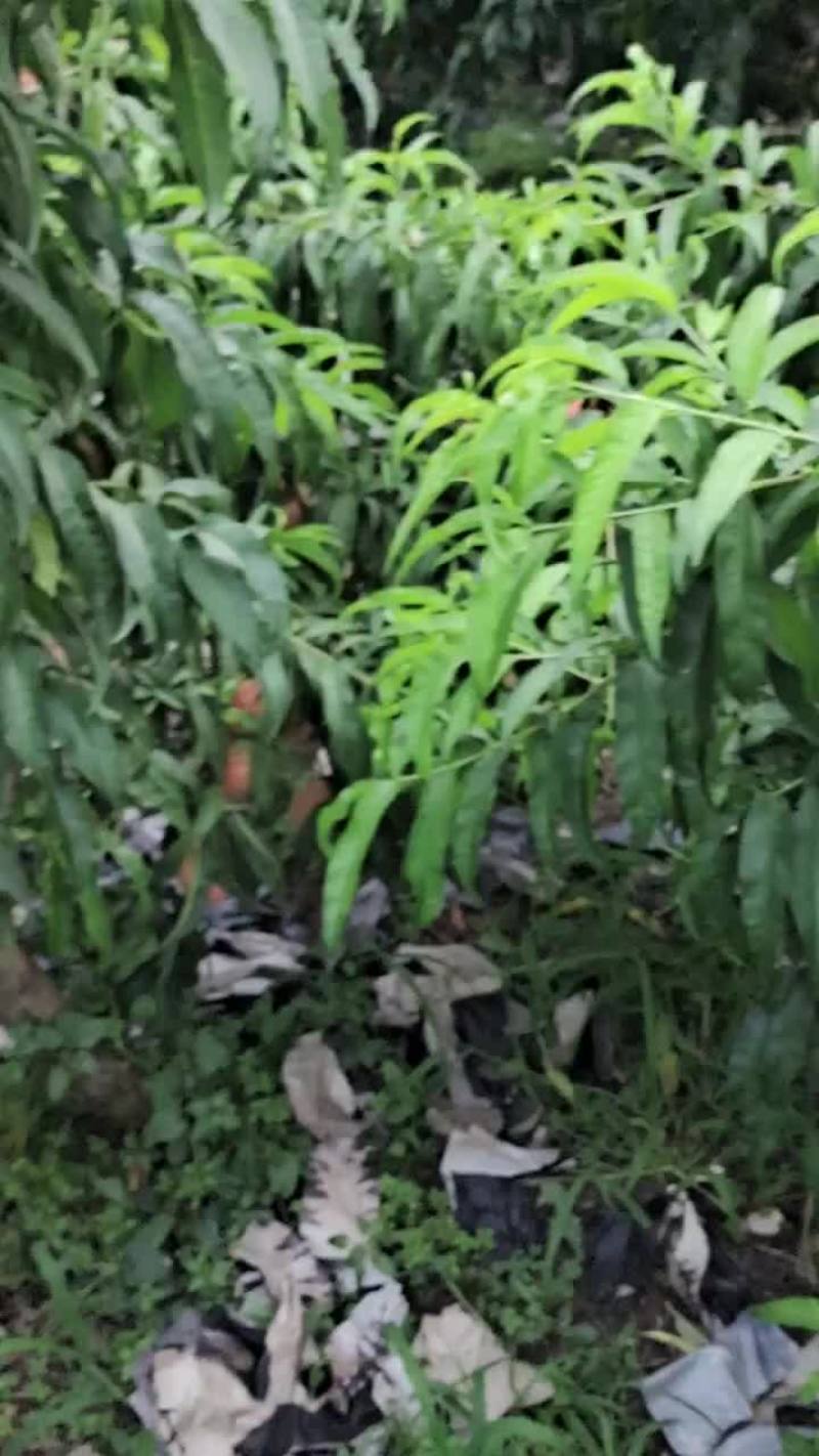 霸王脆套纸袋毛桃