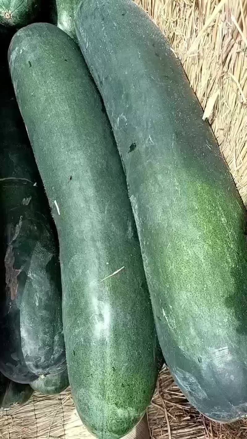 冬瓜大量上市欢迎新老客户电话联系