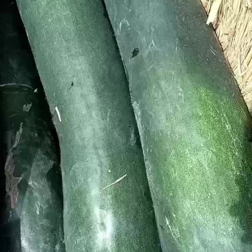 冬瓜大量上市欢迎新老客户电话联系