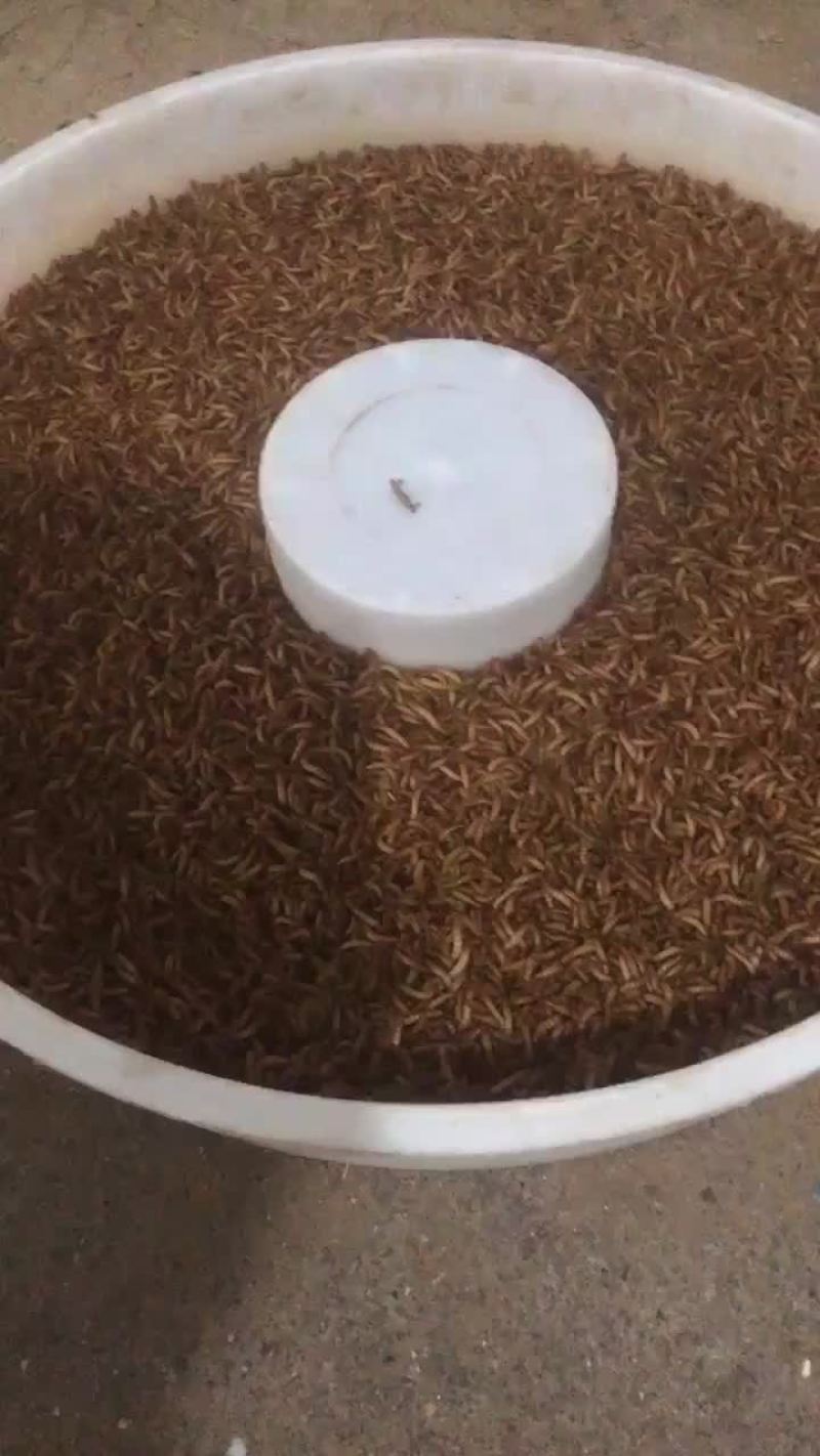 黄粉虫批发。视频看货。欢迎老板前来选购