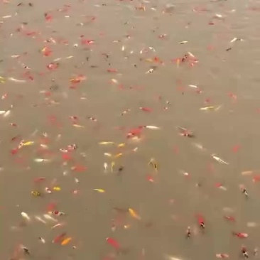 锦鲤