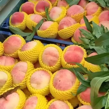 大量有货需要的老板联系