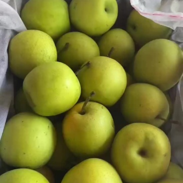 蜡纸袋皇冠梨。适合超市，批发，电商市场，欢迎客户随时联系