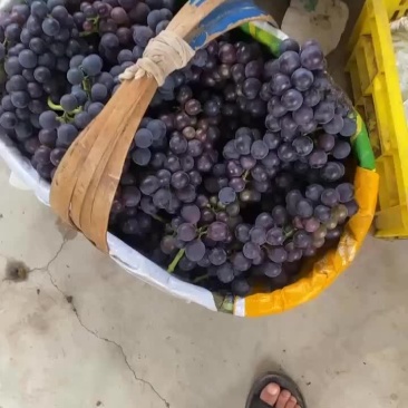 巨峰葡萄