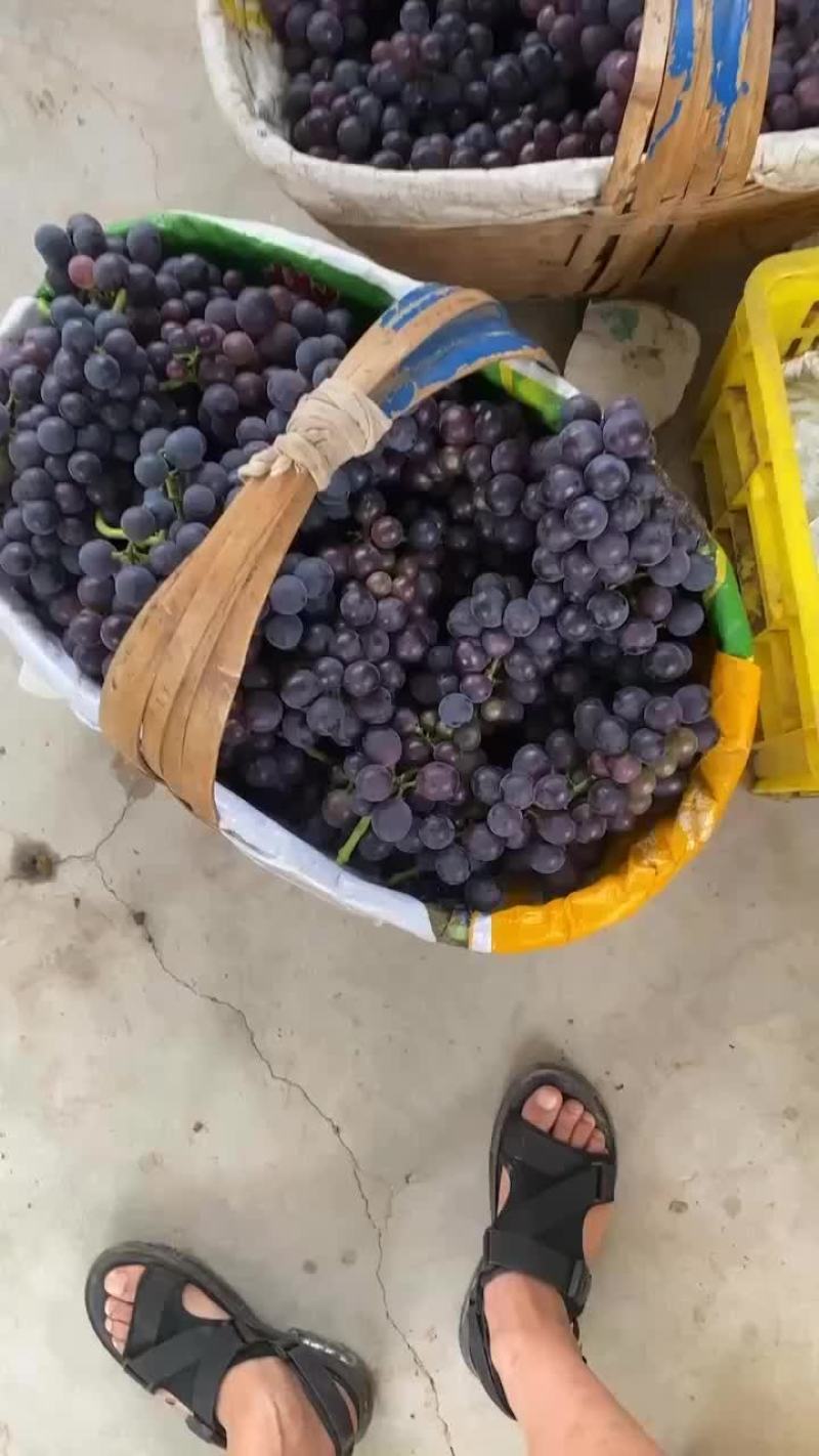 巨峰葡萄