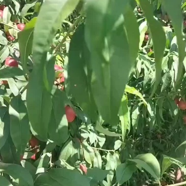 珍珠油桃3号
