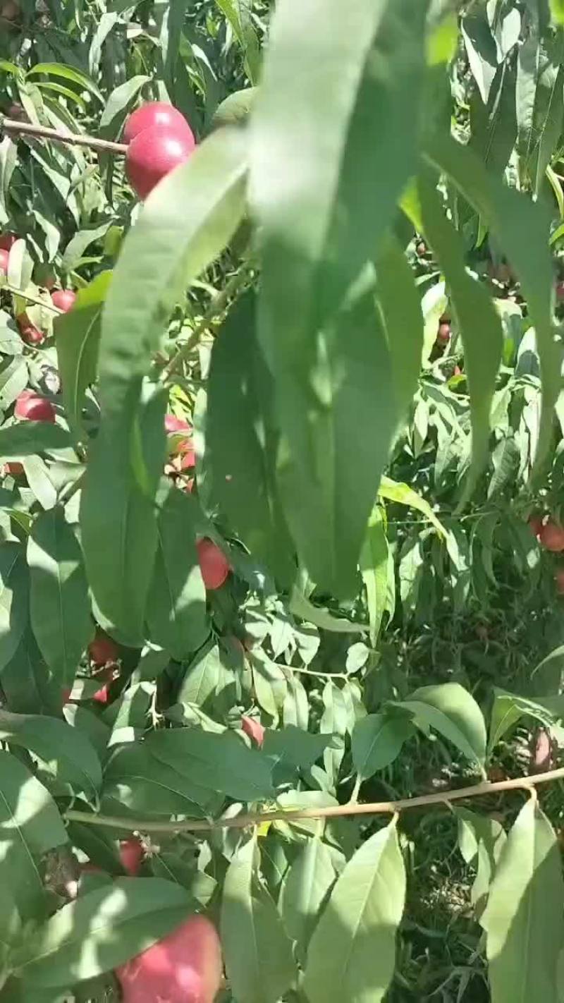 珍珠油桃3号