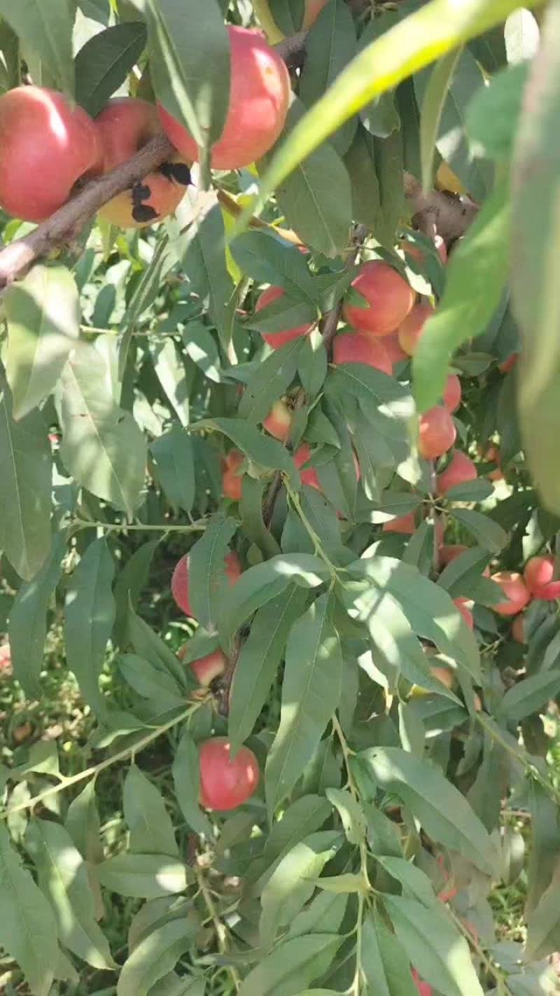 珍珠油桃3号
