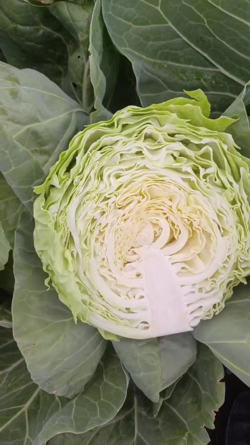 甘蓝，手感菜，面包菜大量有货