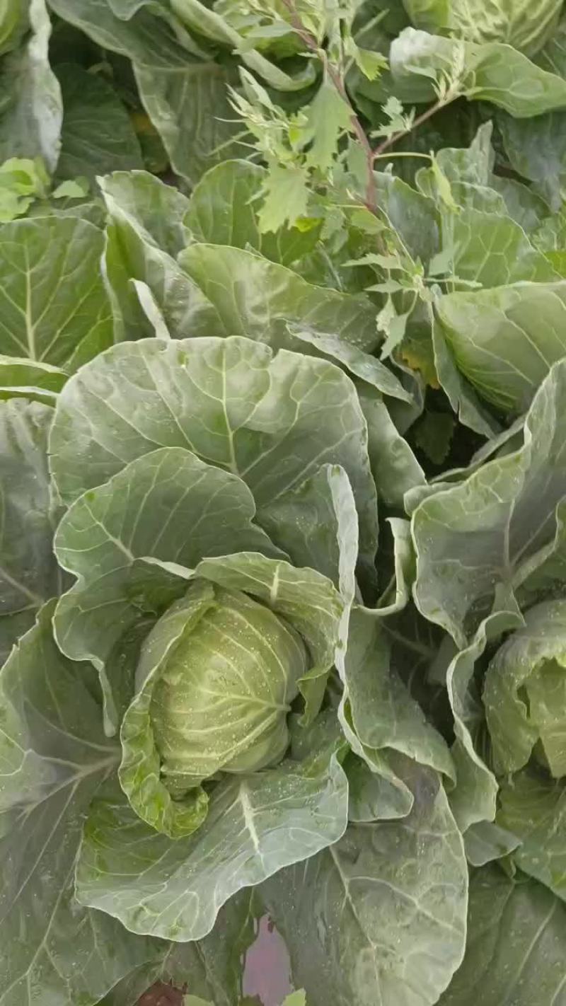 甘蓝，手感菜，面包菜大量有货